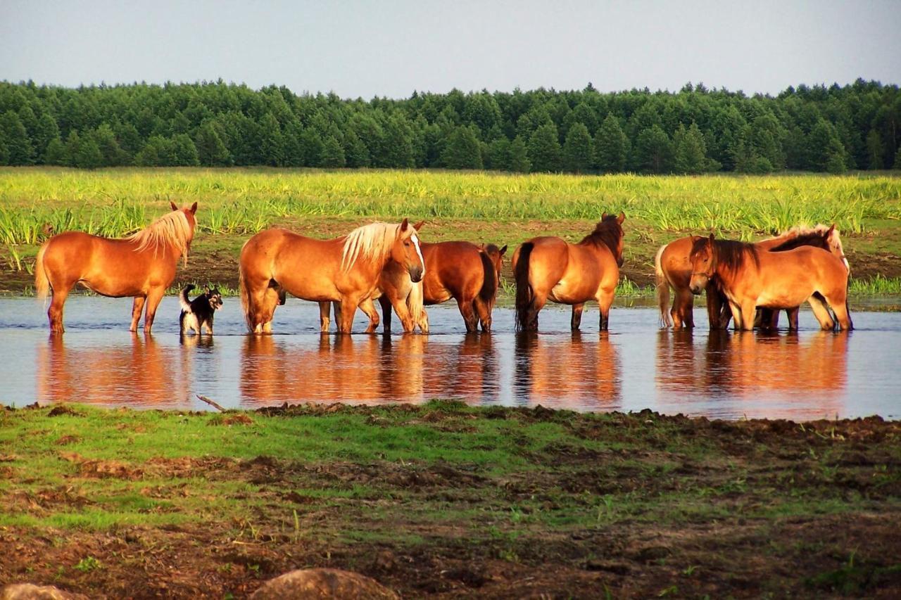 Biebrza24 - Agroturystyka Sztabin Экстерьер фото